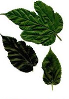 khasiat daun murbei